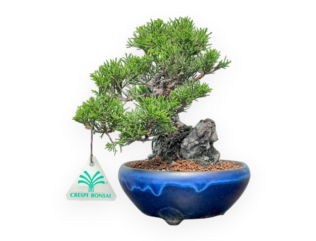 Juniperus Chinensis Itoigawa - Enebro - 20 cm