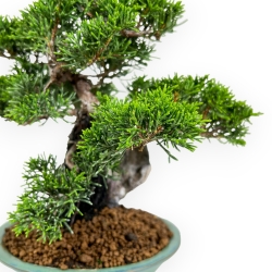 Juniperus Chinensis Itoigawa - Ginepro - 25 cm