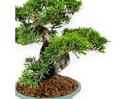 Juniperus Chinensis Itoigawa - Ginepro - 25 cm