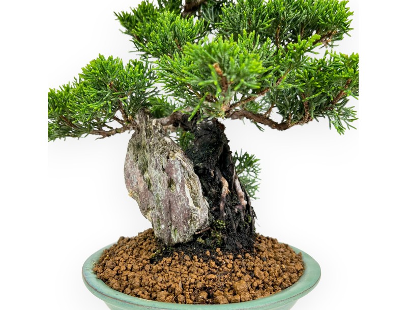 Juniperus Chinensis Itoigawa - Genévrier - 25 cm