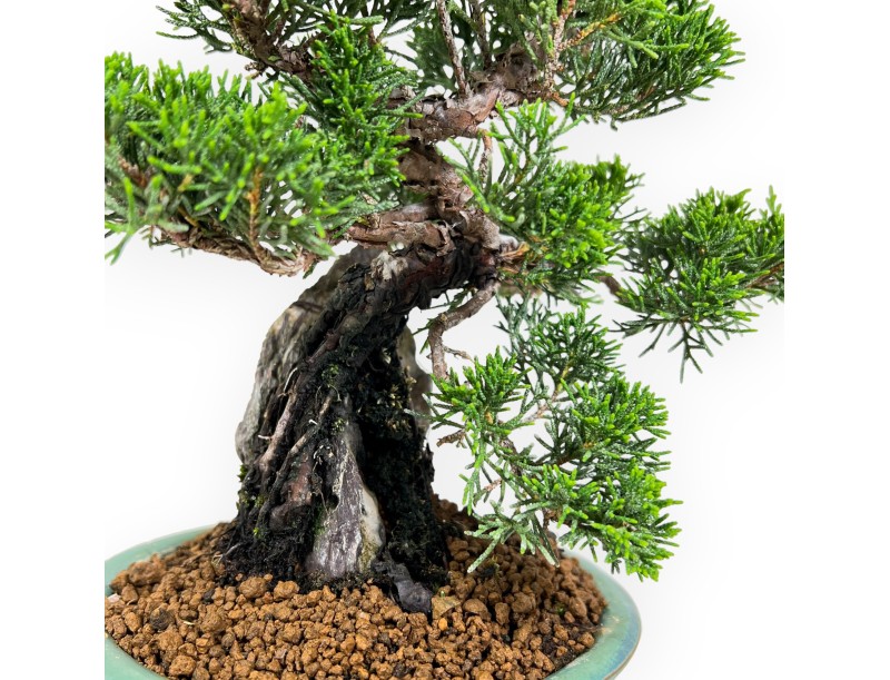 Juniperus Chinensis Itoigawa - Wacholder - 25 cm