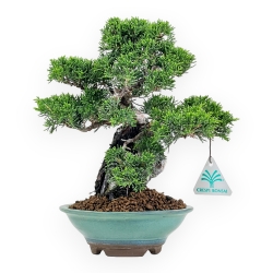 Juniperus Chinensis Itoigawa - Ginepro - 25 cm