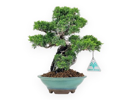 Juniperus Chinensis Itoigawa - Wacholder - 25 cm