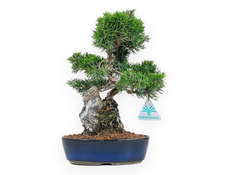 Juniperus Chinensis Itoigawa - Ginepro - 28 cm