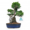 Juniperus Chinensis Itoigawa - Ginepro - 28 cm