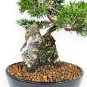 Juniperus Chinensis Itoigawa - Ginepro - 28 cm