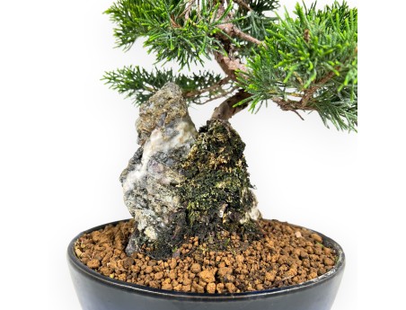 Juniperus Chinensis Itoigawa - Genévrier - 28 cm