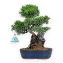 Juniperus Chinensis Itoigawa - Ginepro - 28 cm
