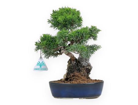 Juniperus Chinensis Itoigawa - Ginepro - 28 cm