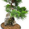 Juniperus Chinensis Itoigawa - Ginepro - 28 cm