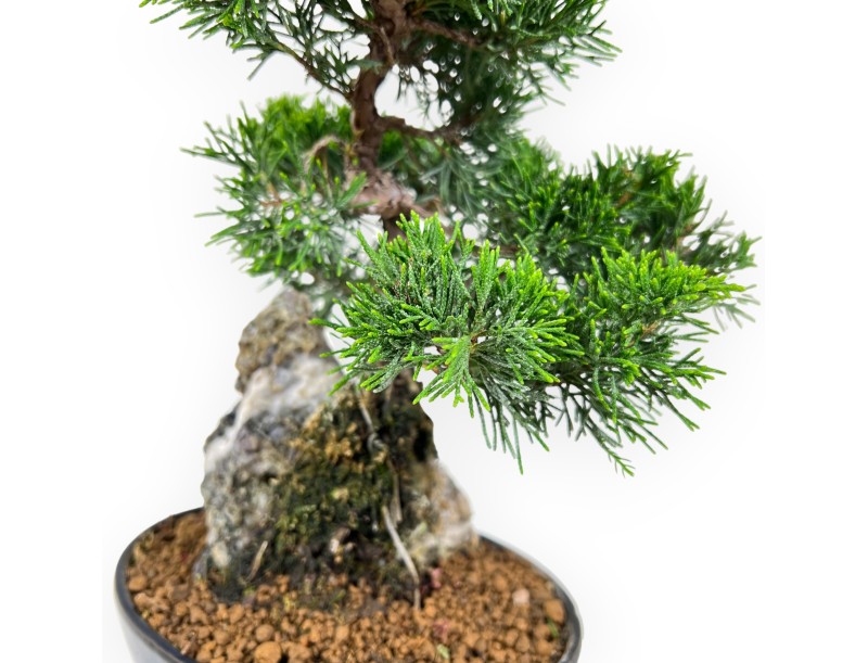 Juniperus Chinensis Itoigawa - Jeneverbes - 28 cm