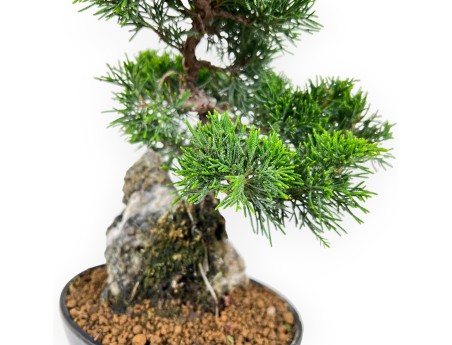 Juniperus Chinensis Itoigawa - Genévrier - 28 cm