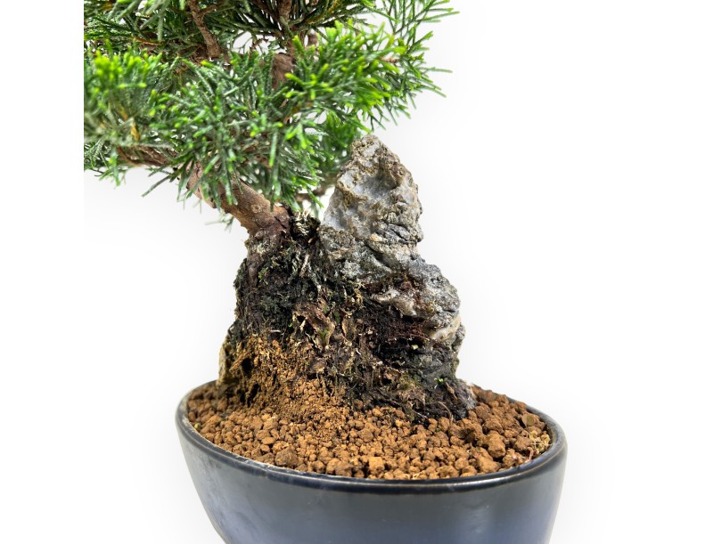 Juniperus Chinensis Itoigawa - Enebro - 28 cm
