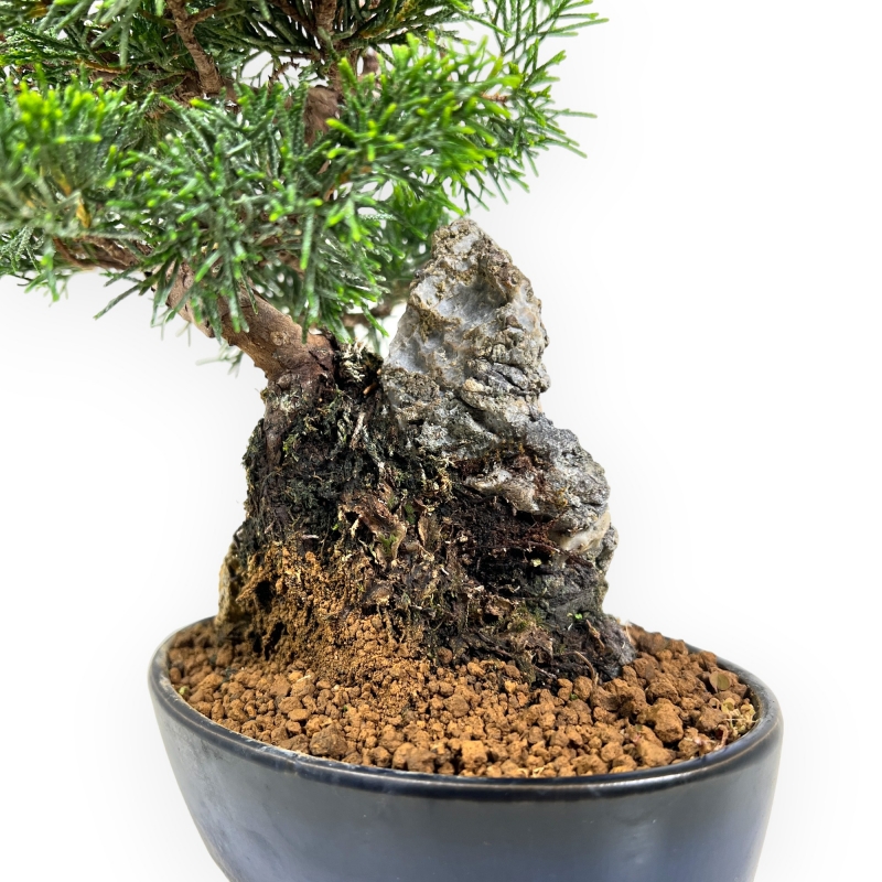 Juniperus Chinensis Itoigawa - Ginepro - 28 cm