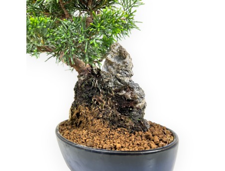 Juniperus Chinensis Itoigawa - Wacholder - 28 cm