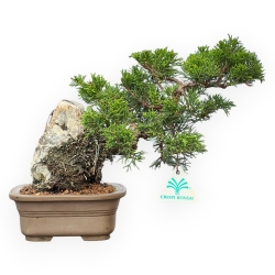 Juniperus Chinensis Itoigawa - Ginepro - 23 cm