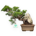 Juniperus Chinensis Itoigawa - Ginepro - 23 cm