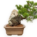 Juniperus Chinensis Itoigawa - Ginepro - 23 cm