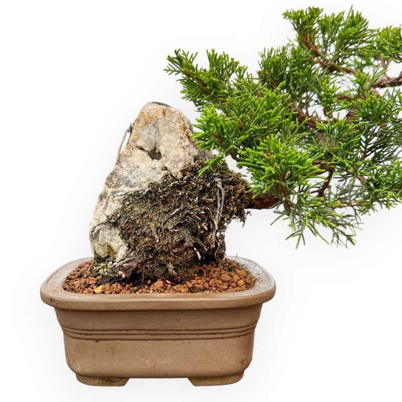 Juniperus Chinensis Itoigawa - Ginepro - 23 cm