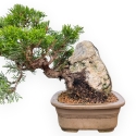 Juniperus Chinensis Itoigawa - Ginepro - 23 cm