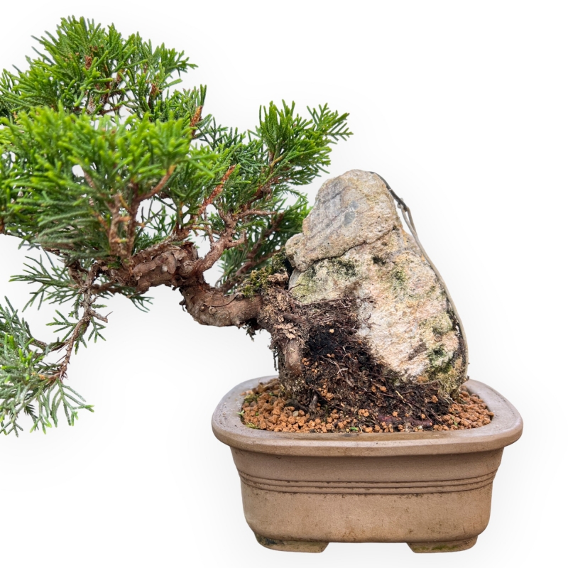 Juniperus Chinensis Itoigawa - Ginepro - 23 cm