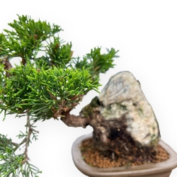 Juniperus Chinensis Itoigawa - Ginepro - 23 cm