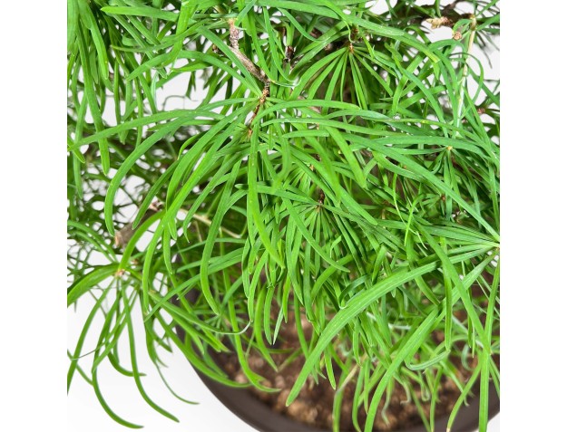 Pseudolarix - Lärche - 89 cm 2