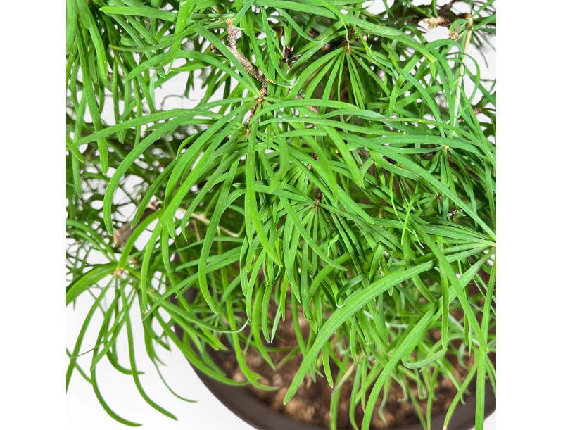 Pseudolarix - Lariks - 89 cm