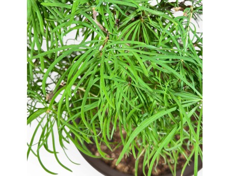 Pseudolarix - Lariks - 89 cm