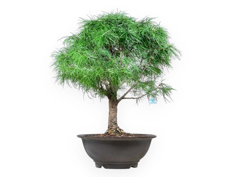 Pseudolarix - Larice - 89 cm