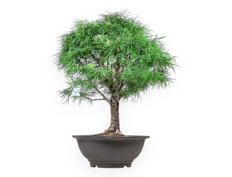 Pseudolarix - Lariks - 89 cm