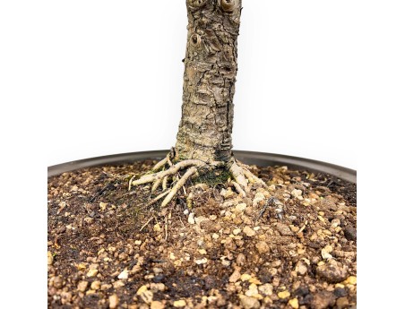 Pseudolarix - Larch - 89 cm