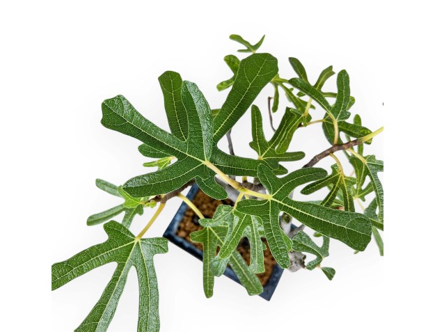 Ficus Carica - Fig - 32 cm 2