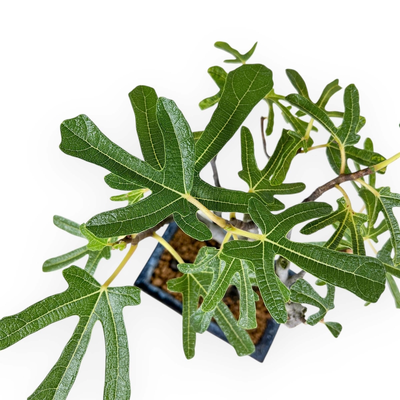 Ficus Carica - Fico - 32 cm