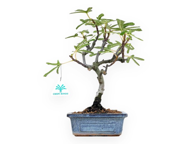 Ficus Carica - Fig - 32 cm