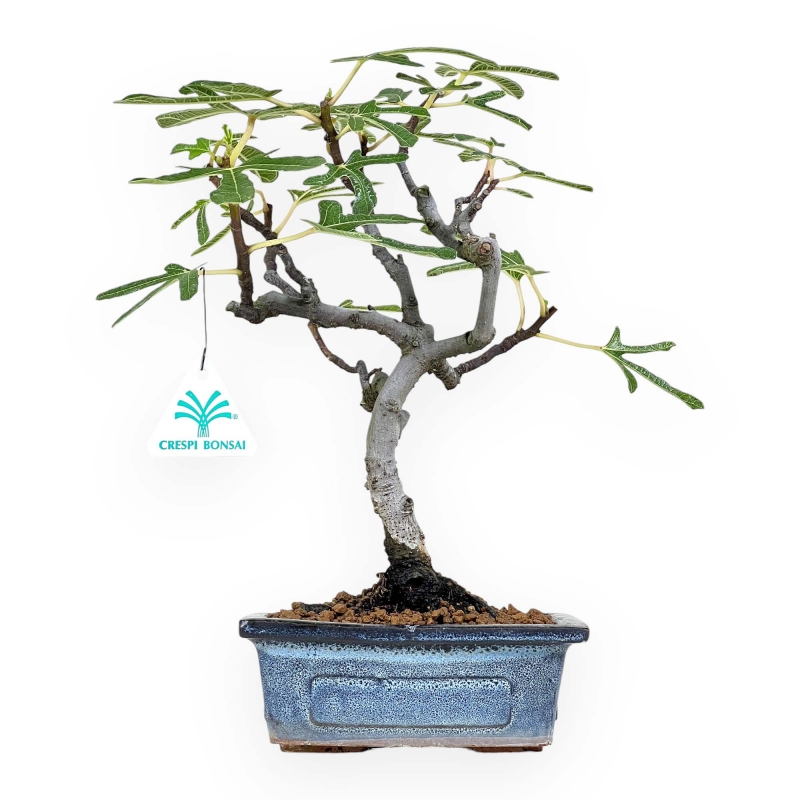 Ficus Carica - Fico - 32 cm