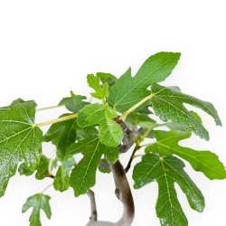 Ficus Carica - Fico - 33 cm