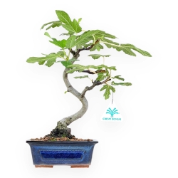 Ficus Carica - Fico - 33 cm