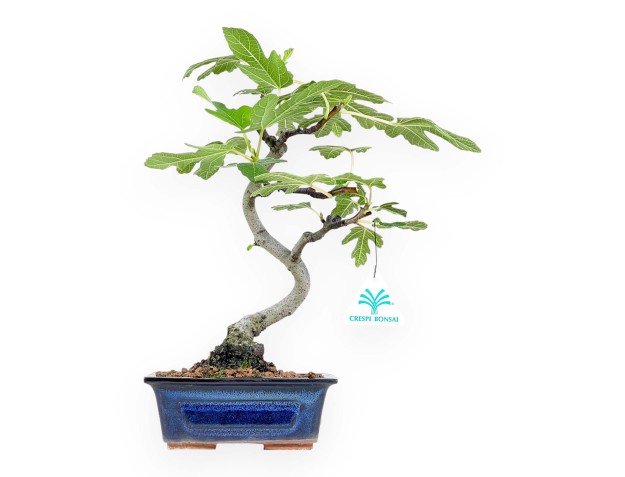 Ficus Carica - Fig - 33 cm