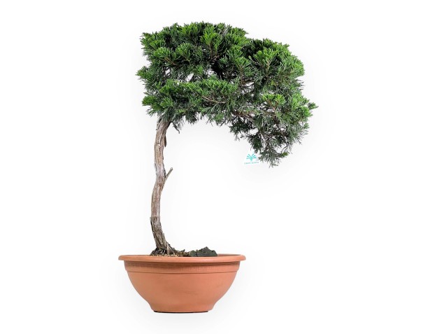 Juniperus Sabina - Genévrier - 73 cm