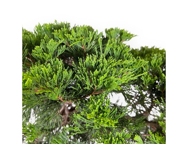 Juniperus Sabina - Ginepro - 73 cm 2