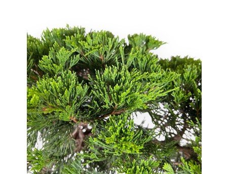 Juniperus Sabina - Juniper - 73 cm