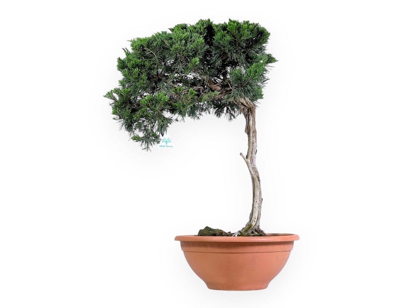 Juniperus Sabina - Juniper - 73 cm
