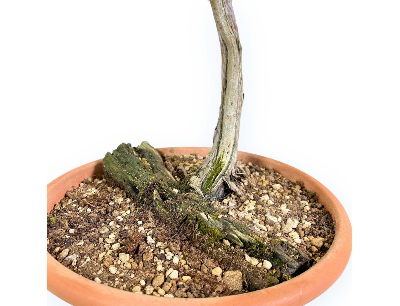 Juniperus Sabina - Enebro - 73 cm