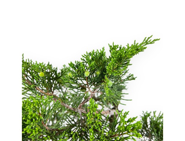 Juniperus Sabina - Wacholder - 50 cm 2