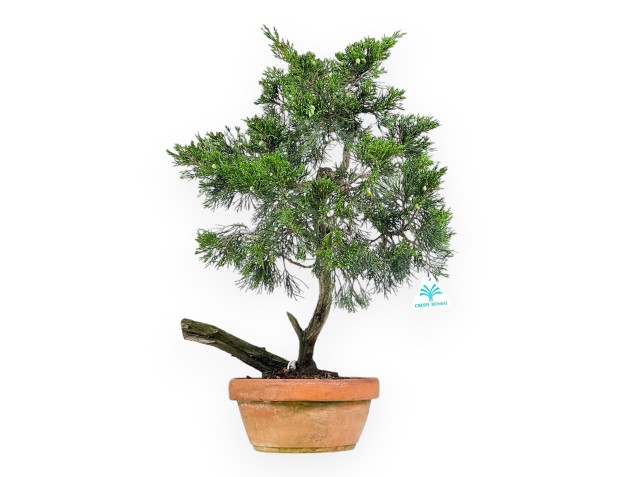 Juniperus Sabina - Genévrier - 50 cm