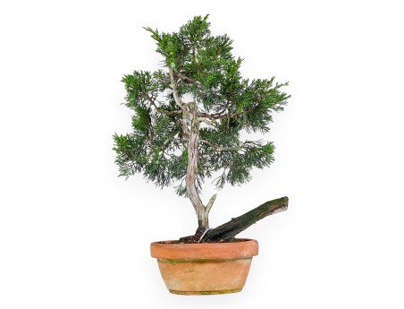 Juniperus Sabina - Ginepro - 50 cm