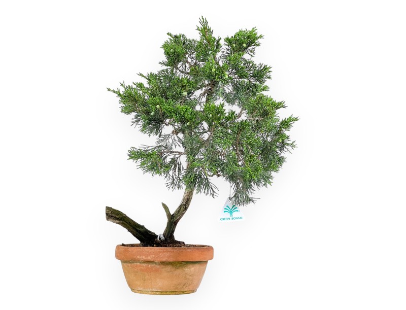Juniperus Sabina - Ginepro - 50 cm