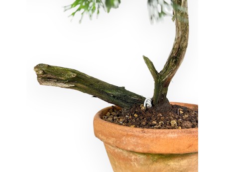 Juniperus Sabina - Ginepro - 50 cm