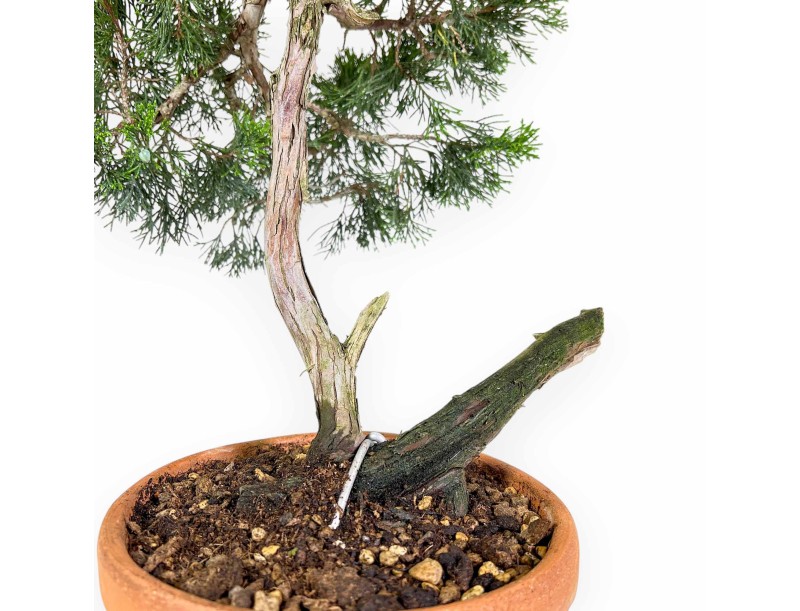 Juniperus Sabina - Ginepro - 50 cm